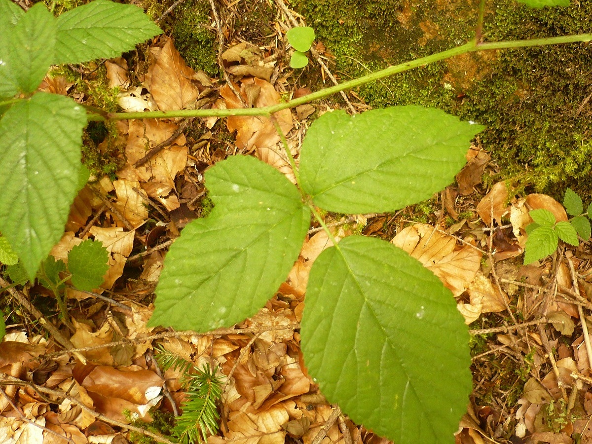 Rubus hirtus (Rosaceae)